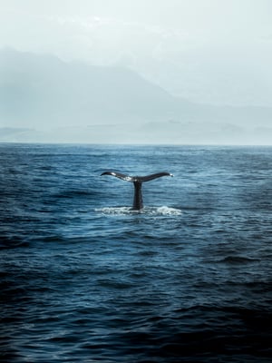 Whale Watching