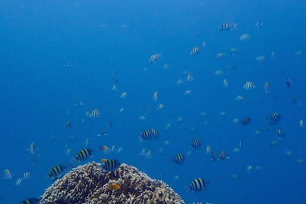 Snorkeler swimming over a vivid coral reef with tropical fish