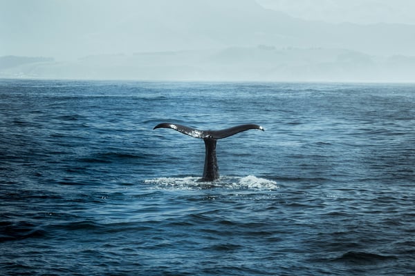 Whale fluke rising from the ocean with mountains in the background